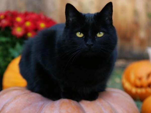 Nằm mơ thấy mèo đen chọn số mấy, đánh con gì dễ trúng đậm?