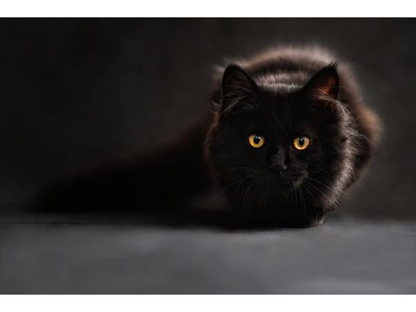 Nằm mơ thấy mèo đen có may không, đánh con gì trúng đậm?