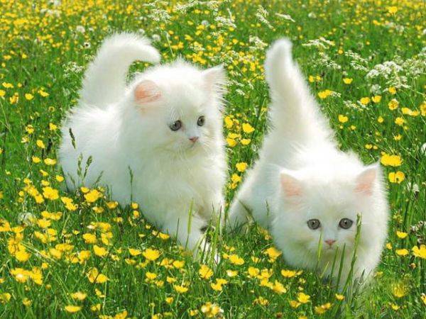 Nằm mơ thấy mèo trắng chọn số mấy, đánh con gì dễ trúng đậm?