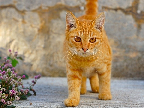 Ý nghĩa giấc mơ thấy mèo vàng đánh con gì vượng phát?